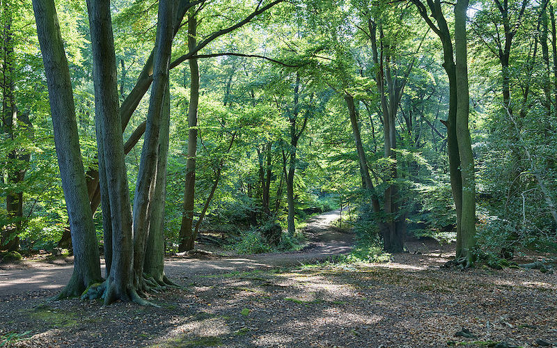 Epping forest best dog walks in London