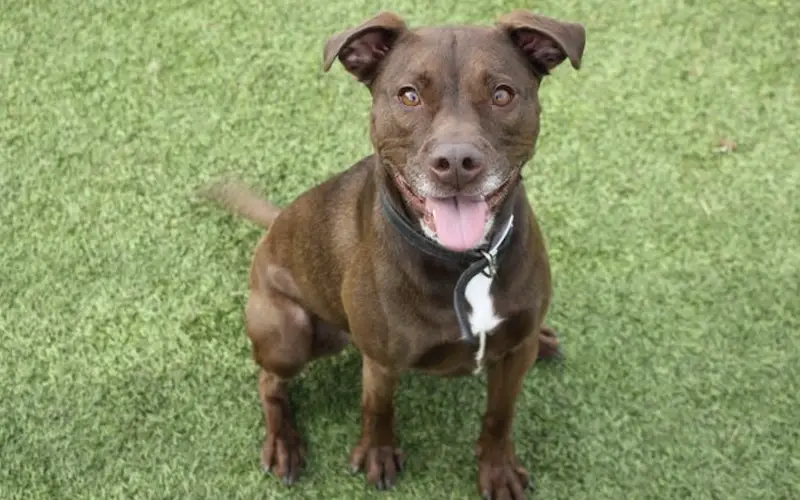 Patterdale Cross Staffy