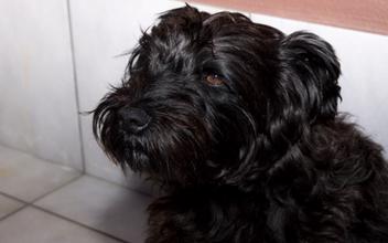 do patterdale terriers shed hair