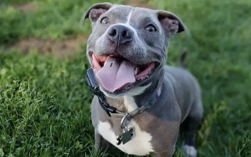 Teacup Pitbull Full Grown