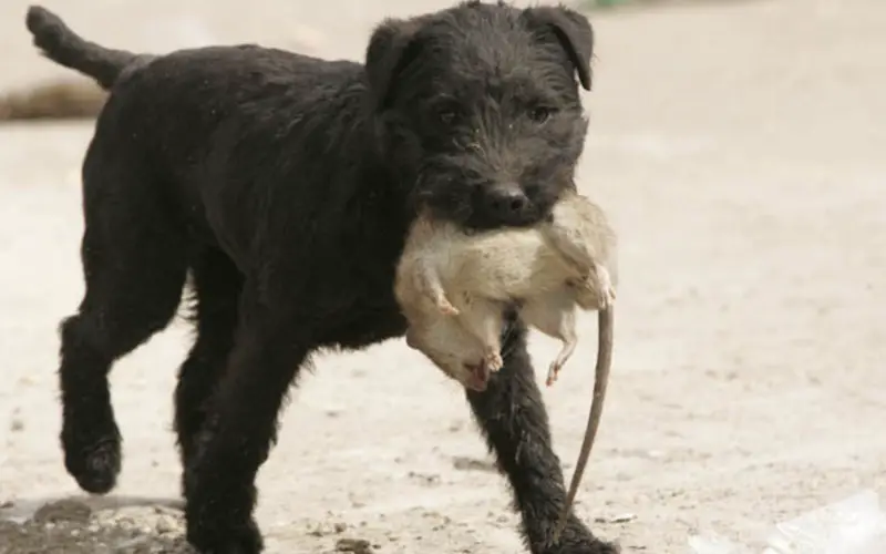 working patterdale terrier hunting rats