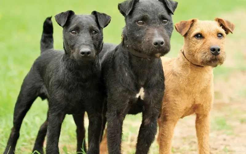 Patterdale terrier sale colours