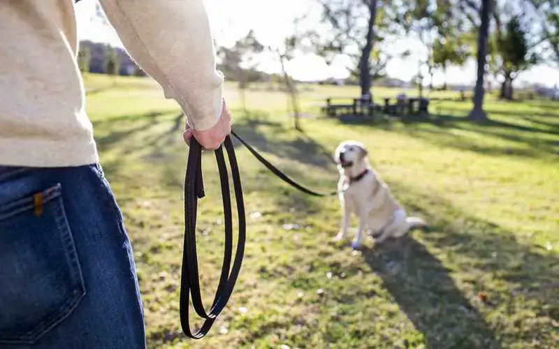 how long should a dog training leash be