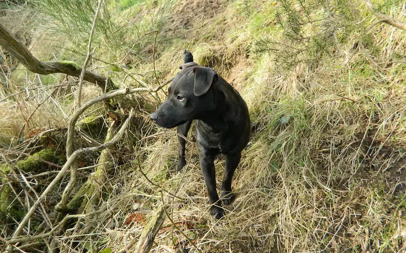 Are Patterdale Terriers Good Pets?