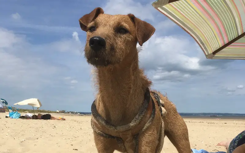 Brown Patterdale Terrier