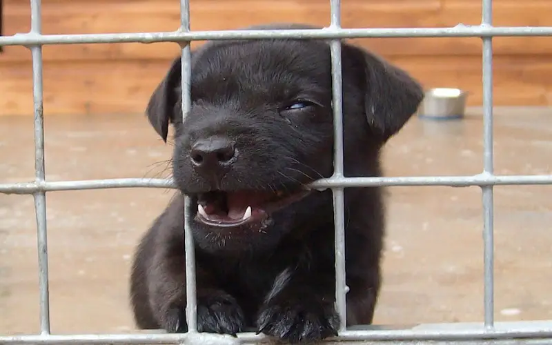 Patterdale Terrier Puppy