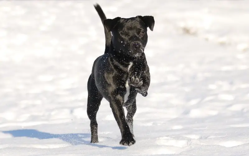 patterdale terriers