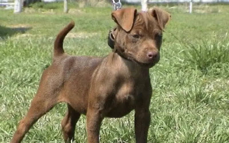 brown patterdale terrier