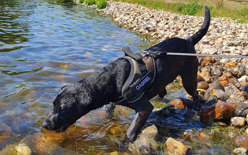 Patterdale terrier weight