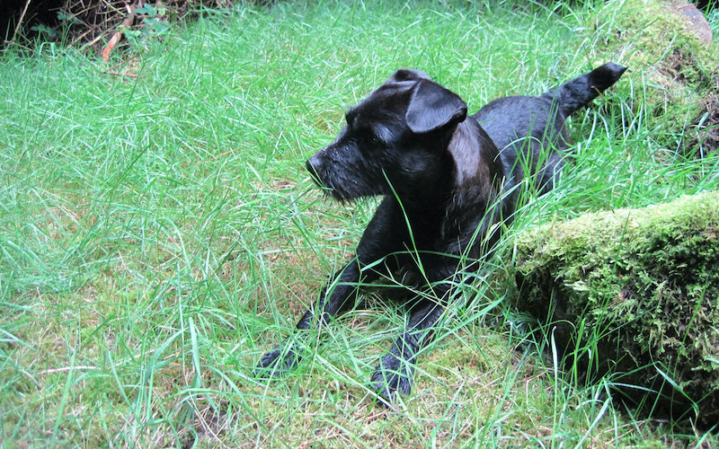 Are Patterdale Terriers working dogs or Pets?