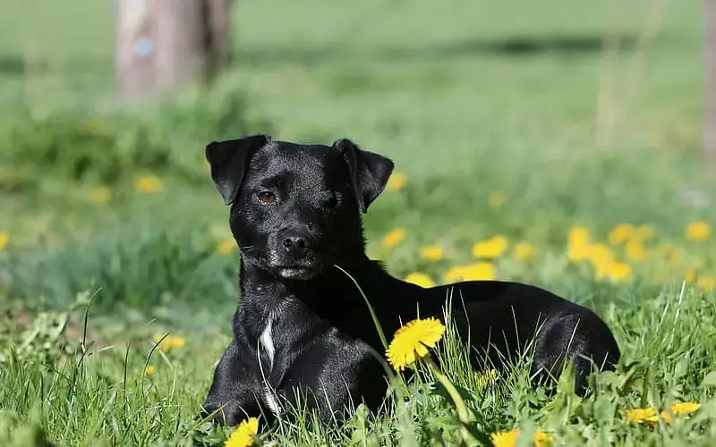 can patterdale terriers be left alone