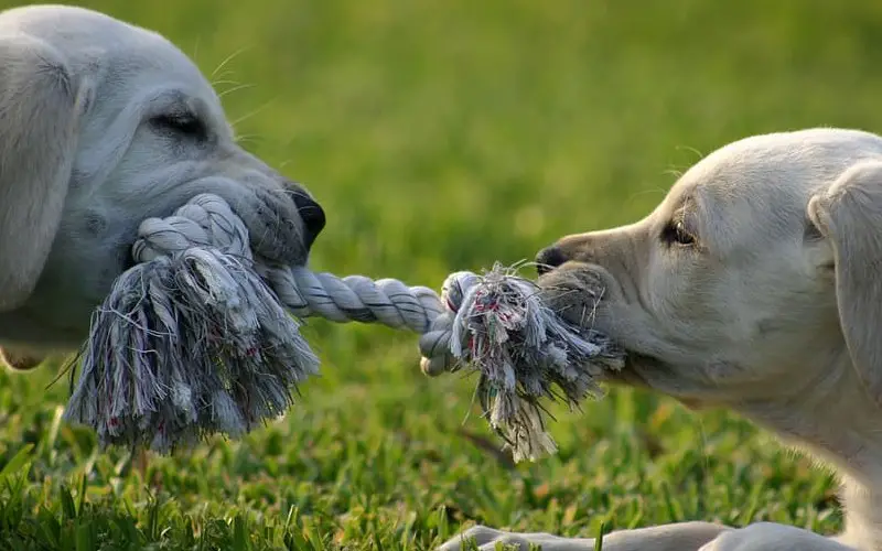 Dog Tug Toy