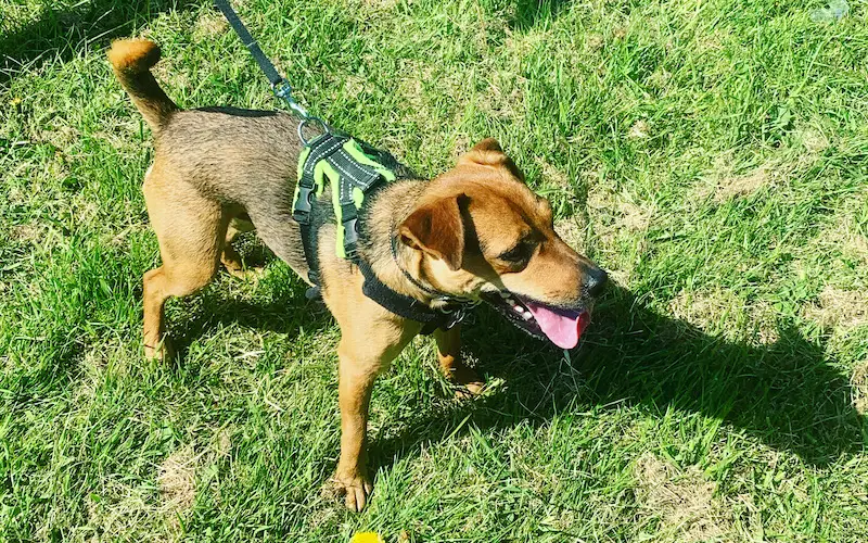 How to calm a Patterdale Terrier