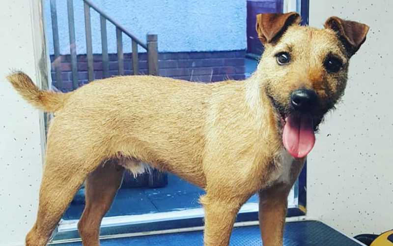 Patterdale Terrier Grooming