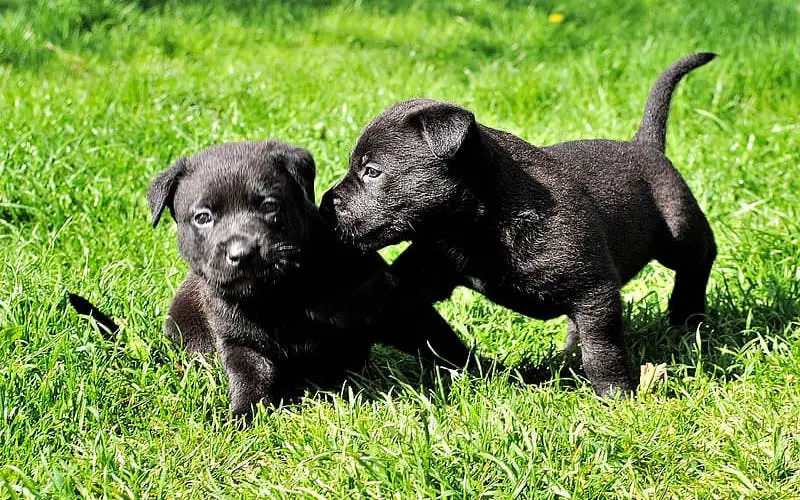 how to choose a good Patterdale terrier breeder