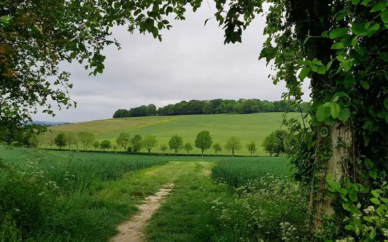 Dog Walks in Salisbury