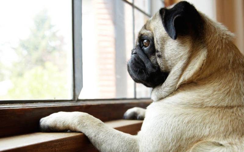 Signs of Separation Anxiety in Dogs