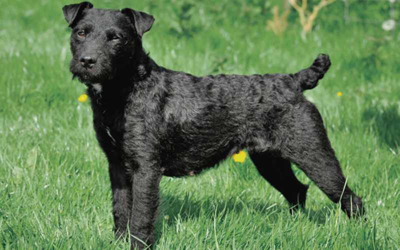 Long Haired Patterdale Terrier