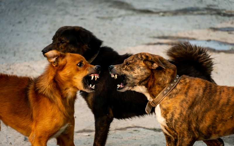 How to Stop Dogs from Fighting in the Same Household