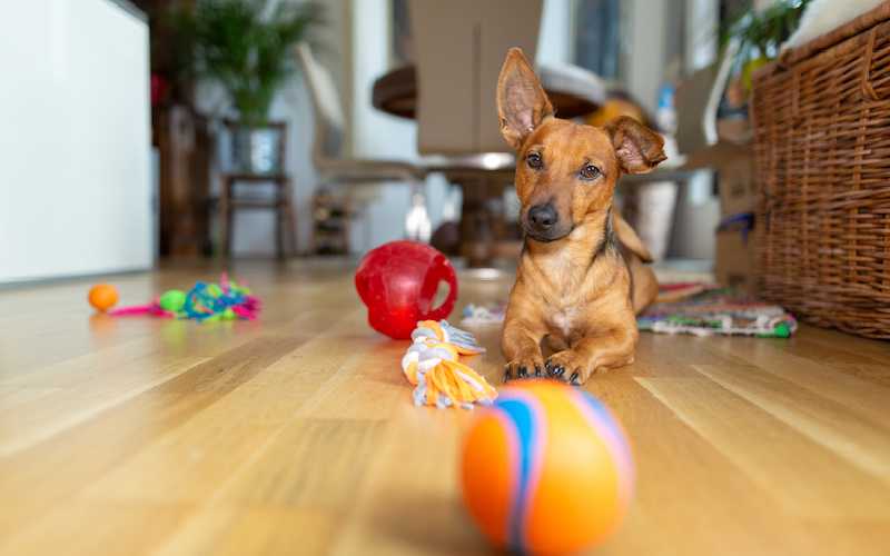 Indoor Games for Dogs