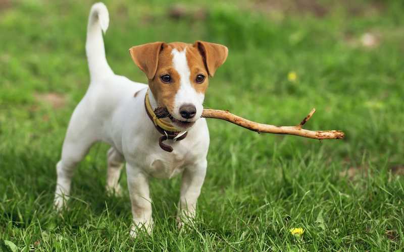 Terrier Traits - What to expect when you get a Terrier