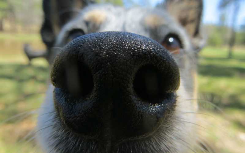 Dog Dry Nose Balm