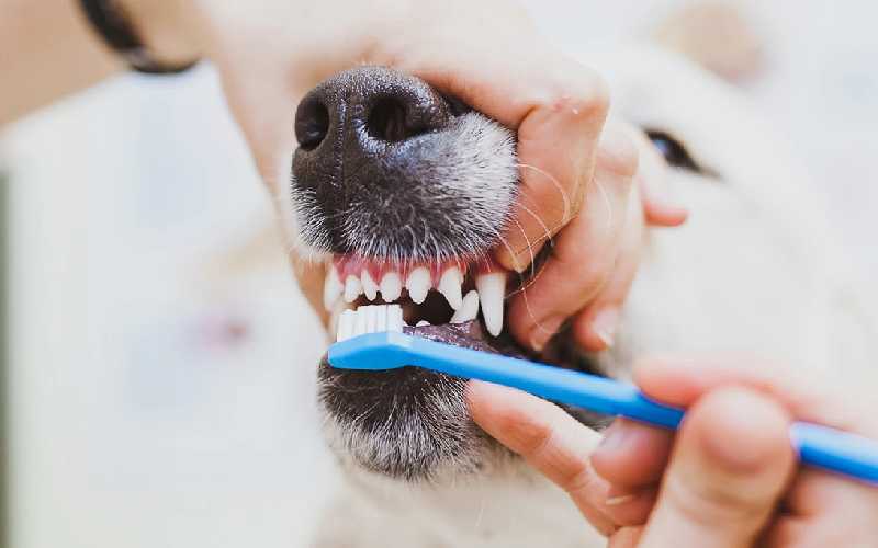 How to Brush your Dogs teeth
