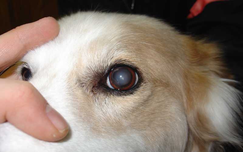Eye Problems in Dogs