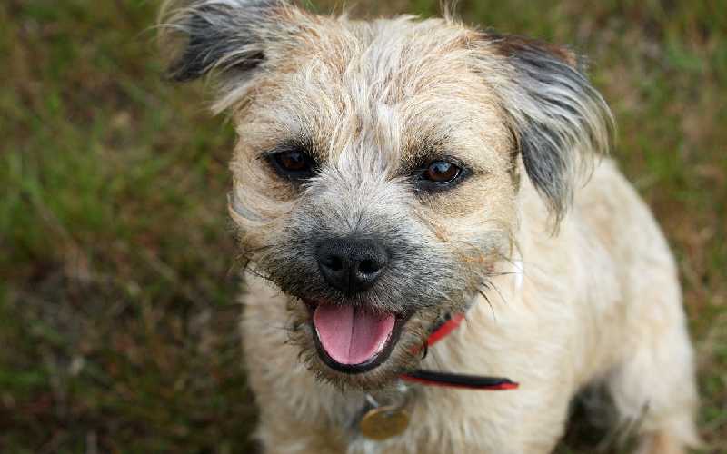 Is the Border Terrier Hypoallergenic