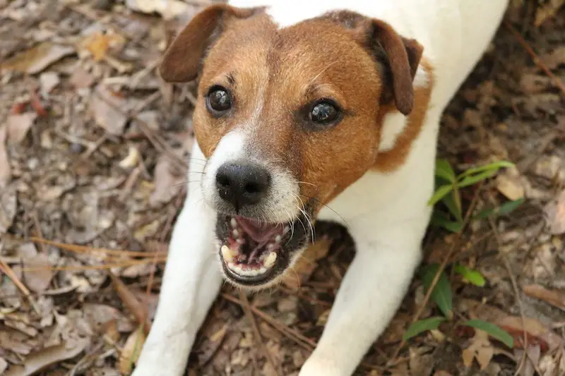 Jack Russell Barking