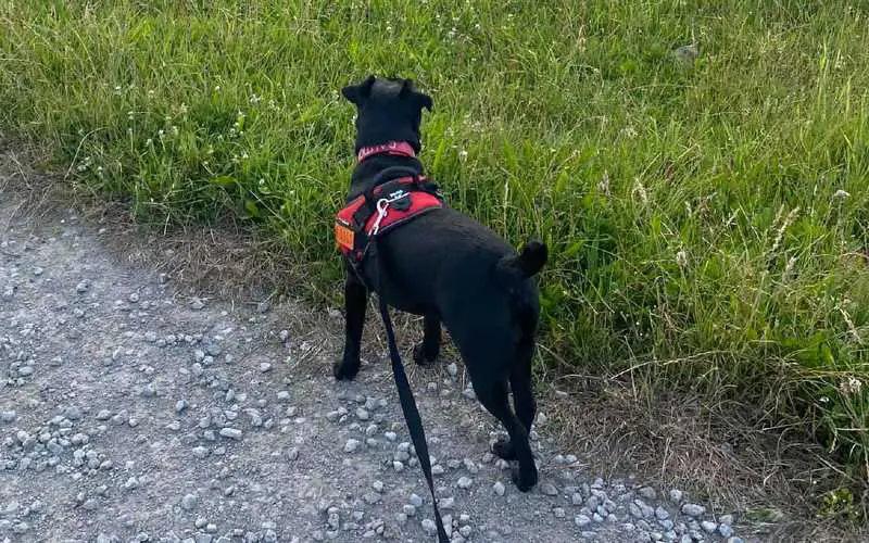 Trigger Stacking in Dogs