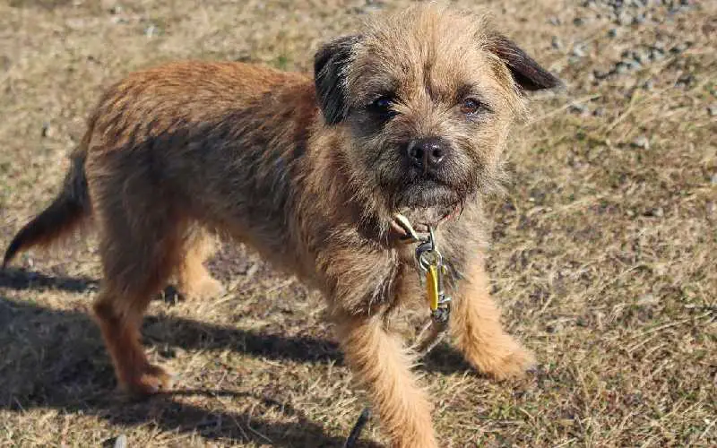 Introducing the Border Terrier