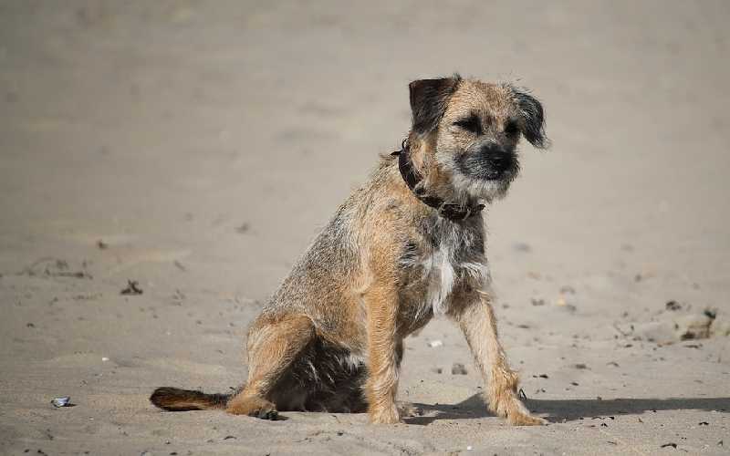 Border Terrier Stripping – how to strip your border terriers coat