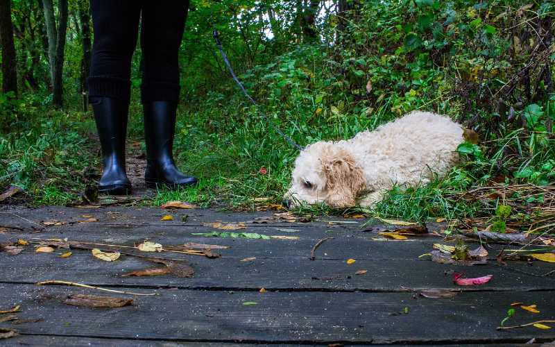 Best Dog Walking Boots