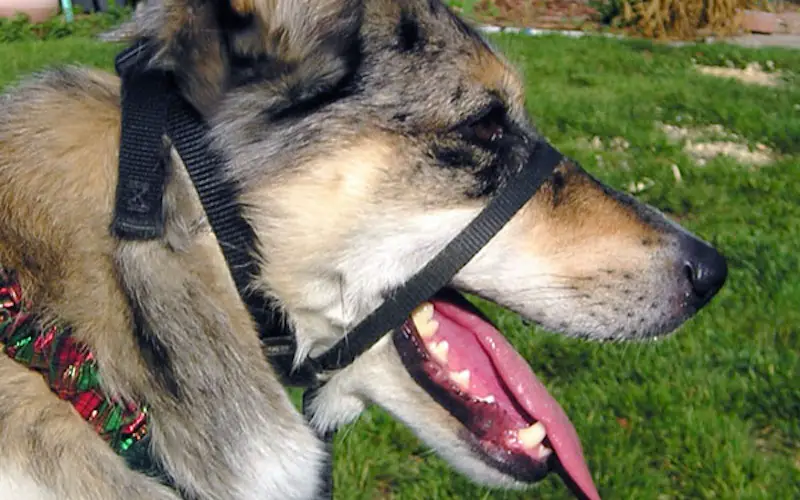 best head collar for dogs