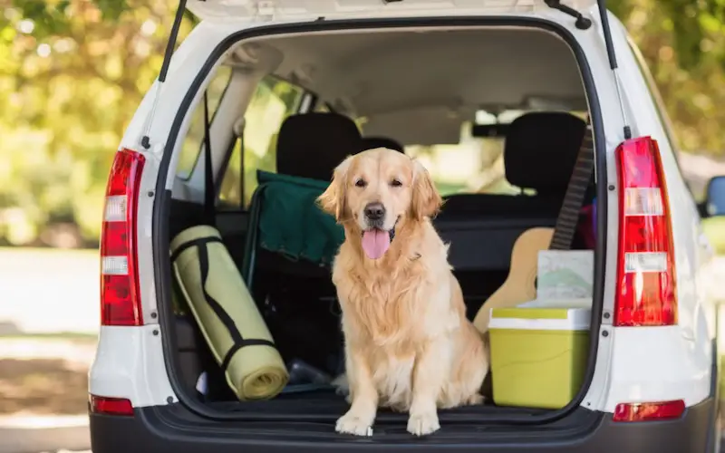 Travel Hassle free with your dog