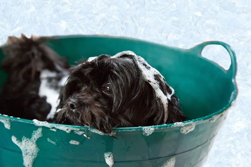 Watermans luxury dog shampoo