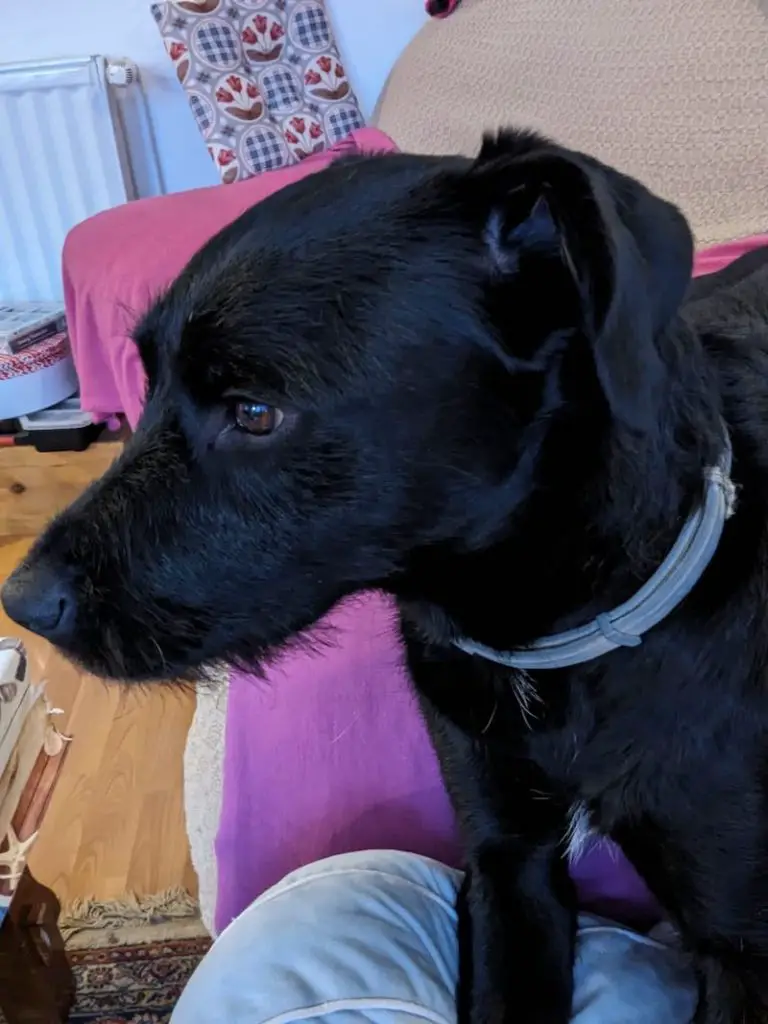 Millie the Serbian Patterdale